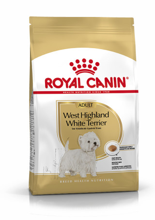 West Highland Terrier Adult